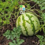 بهترین کود برای افزایش باردهی هندوانه