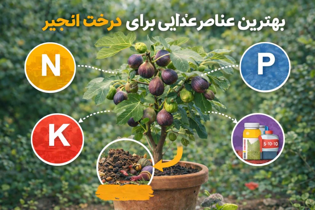 بهترین عناصر غذایی برای درخت انجیر