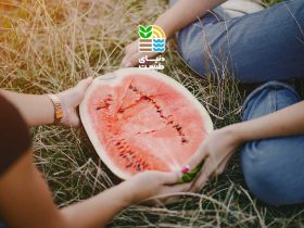 بهترین کود برای افزایش باردهی هندوانه و روش صحیح مصرف آن در مراحل مختلف رشد