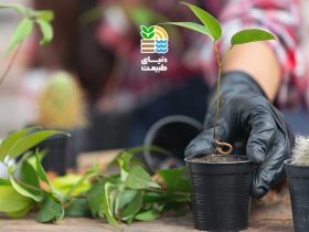 بهترین کود برای گیاه بنجامین چیست؟ 51 بهترین کود برای گیاه بنجامین چیست؟