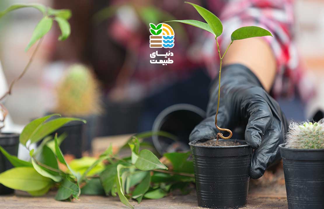 بهترین کود برای گیاه بنجامین چیست؟