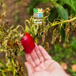 بهترین کود برای افزایش باردهی فلفل چیست؟