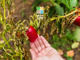 بهترین کود برای افزایش باردهی فلفل چیست؟ 45 بهترین کود برای افزایش باردهی فلفل چیست؟