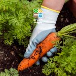 بهترین کود برای هویج چیست؟