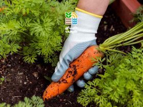 بهترین کود برای هویج چیست؟ 39 بهترین کود برای هویج چیست؟