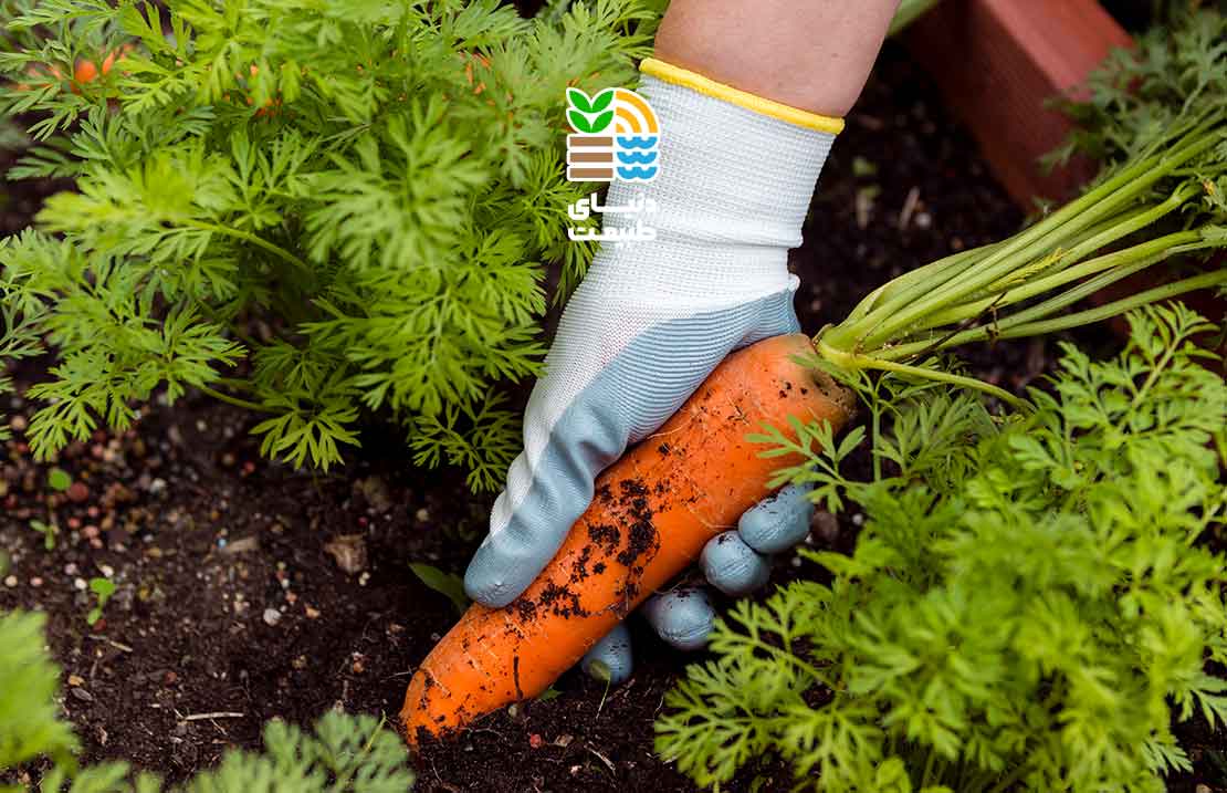 بهترین کود برای هویج چیست؟