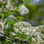 بهترین برنامه کوددهی و نگهداری یاس هلندی در خانه و باغچه