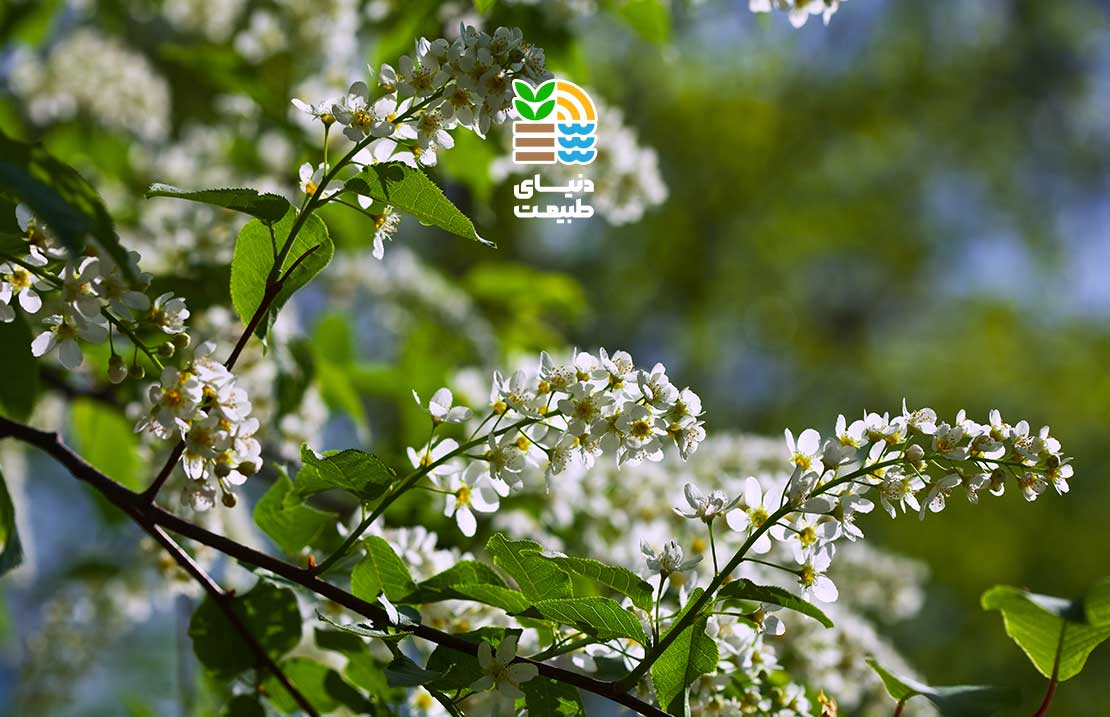 بهترین برنامه کوددهی و نگهداری یاس هلندی در خانه و باغچه 25 بهترین برنامه کوددهی و نگهداری یاس هلندی در خانه و باغچه