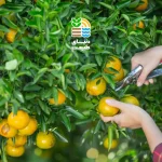 کوددهی مرکبات