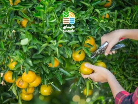 بهترین روش کوددهی مرکبات در ایران چیست؟ جدول برنامه کامل و زمان مصرف کود مخصوص هر فصل 42 کوددهی مرکبات