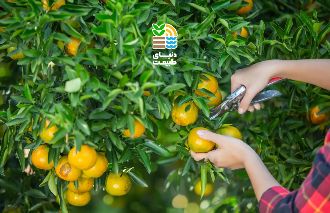 بهترین روش کوددهی مرکبات در ایران چیست؟ جدول برنامه کامل و زمان مصرف کود مخصوص هر فصل 25 کوددهی مرکبات