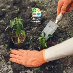 کوددهی درخت به