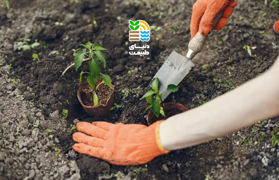 کوددهی درخت به