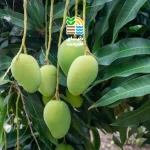 کوددهی درخت انبه