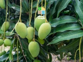 بهترین کود برای درخت انبه چیست؟ | روش کوددهی اصولی و برنامه غذایی درخت انبه 39 کوددهی درخت انبه