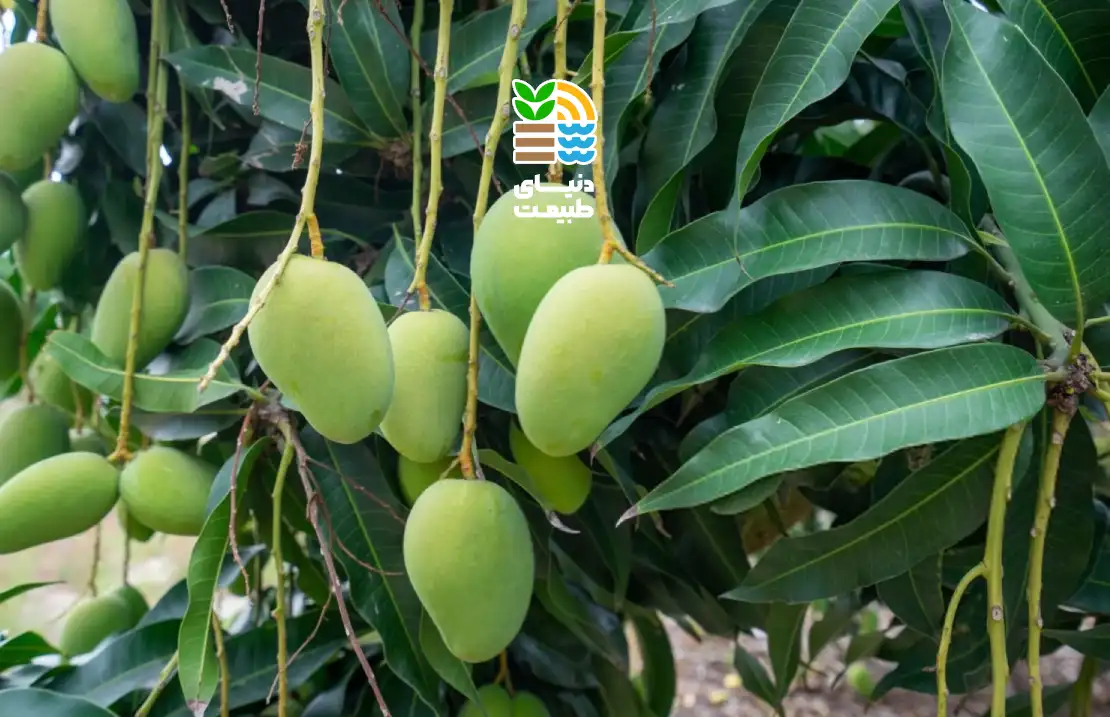 کوددهی درخت انبه