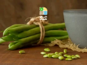 کاشت لوبیا سبز: صفر تا صد روشها، کود مناسب و سودآوری کاشت لوبیا سبز در مزرعه و باغچه 54 کاشت لوبیا سبز