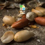 کاشت بادام زمینی