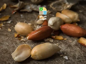 کاشت بادام زمینی؛ آموزش صفر تا صد، کوددهی، آبیاری و نکات برداشت پرسود 36 کاشت بادام زمینی