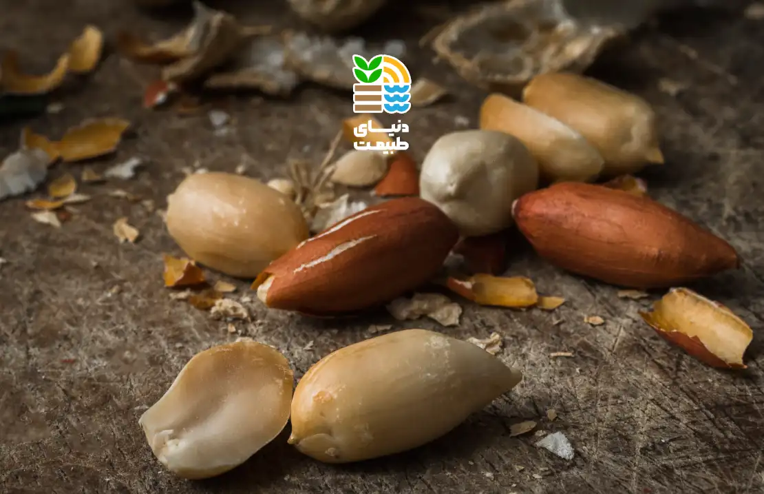 کاشت بادام زمینی؛ آموزش صفر تا صد، کوددهی، آبیاری و نکات برداشت پرسود 25 کاشت بادام زمینی
