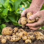 کوددهی سیب زمینی