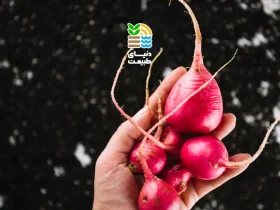 چگونه تربچه قرمز با کیفیت و برداشت بالا بکاریم؟ آموزش کامل کاشت، کوددهی و نگهداری تربچه قرمز 51 برداشت تربچه قرمز