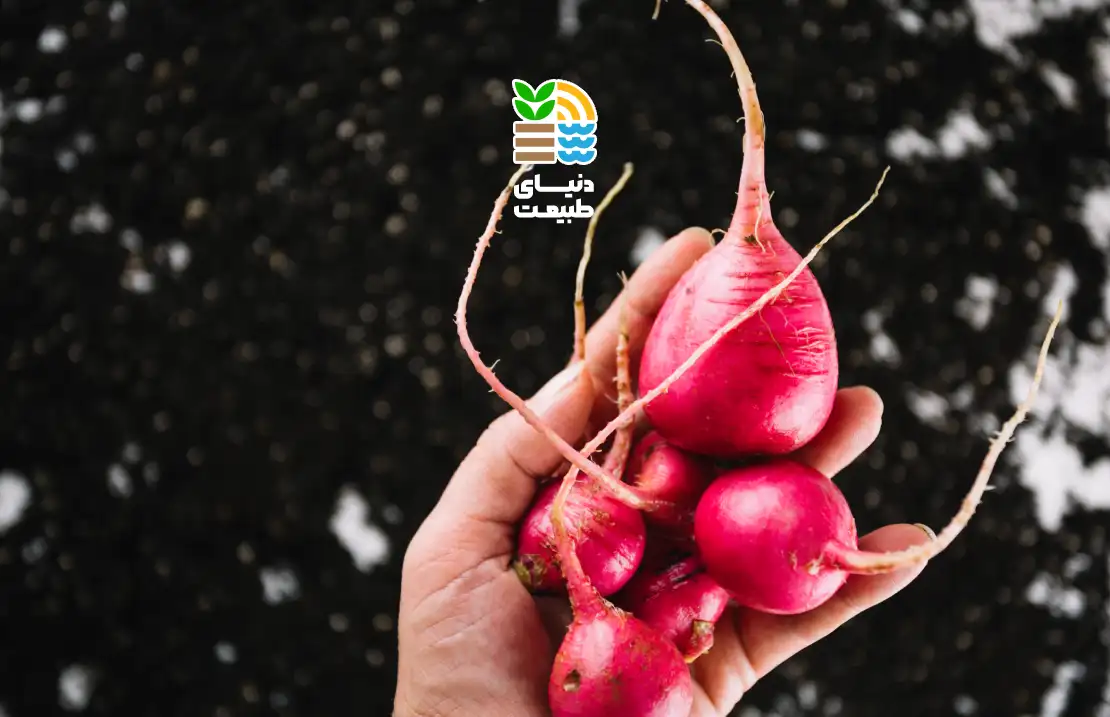 برداشت تربچه قرمز