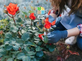 بهترین کود برای گل رز چیست؟ (معرفی کود ۲۰-۲۰-۲۰ و نکات طلایی تغذیه رز) 36 بهترین کود برای گل رز
