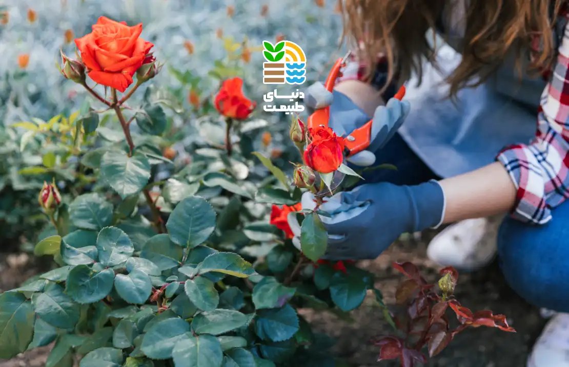 بهترین کود برای گل رز