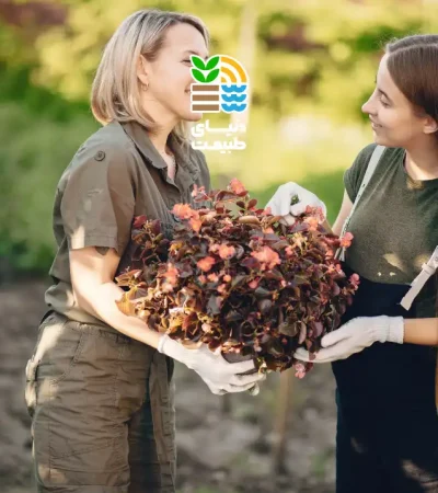 بهترین کود برای درخت ازگیل