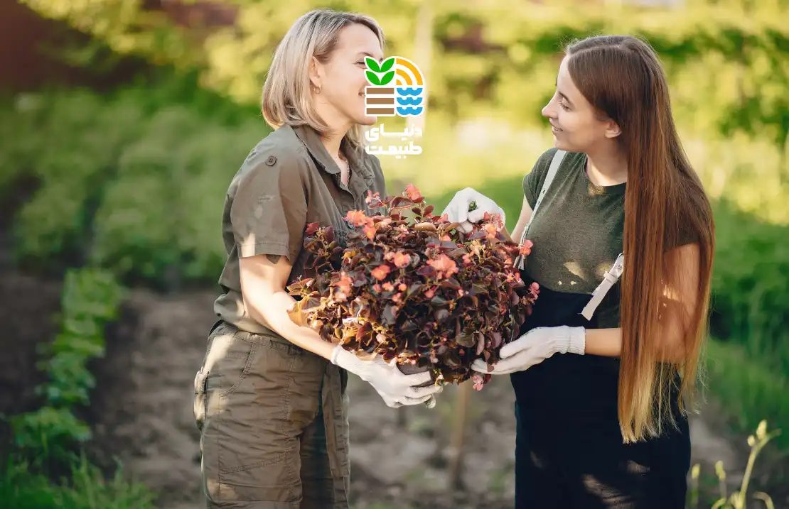 بهترین کود برای درخت ازگیل چیست؟ 25 بهترین کود برای درخت ازگیل