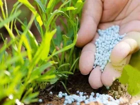 کود شیمیایی بهتر است یا طبیعی؟ مقایسه کامل انواع کودها و تاثیر آنها بر رشد گیاهان و محیط زیست 30 تفاوت کودشیمیایی و طبیعی