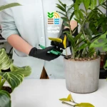 نحوه صحیح کوددهی به گیاهان آپارتمانی