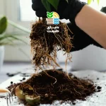 بهترین کود برای تقویت و افزایش ریشه گیاهان