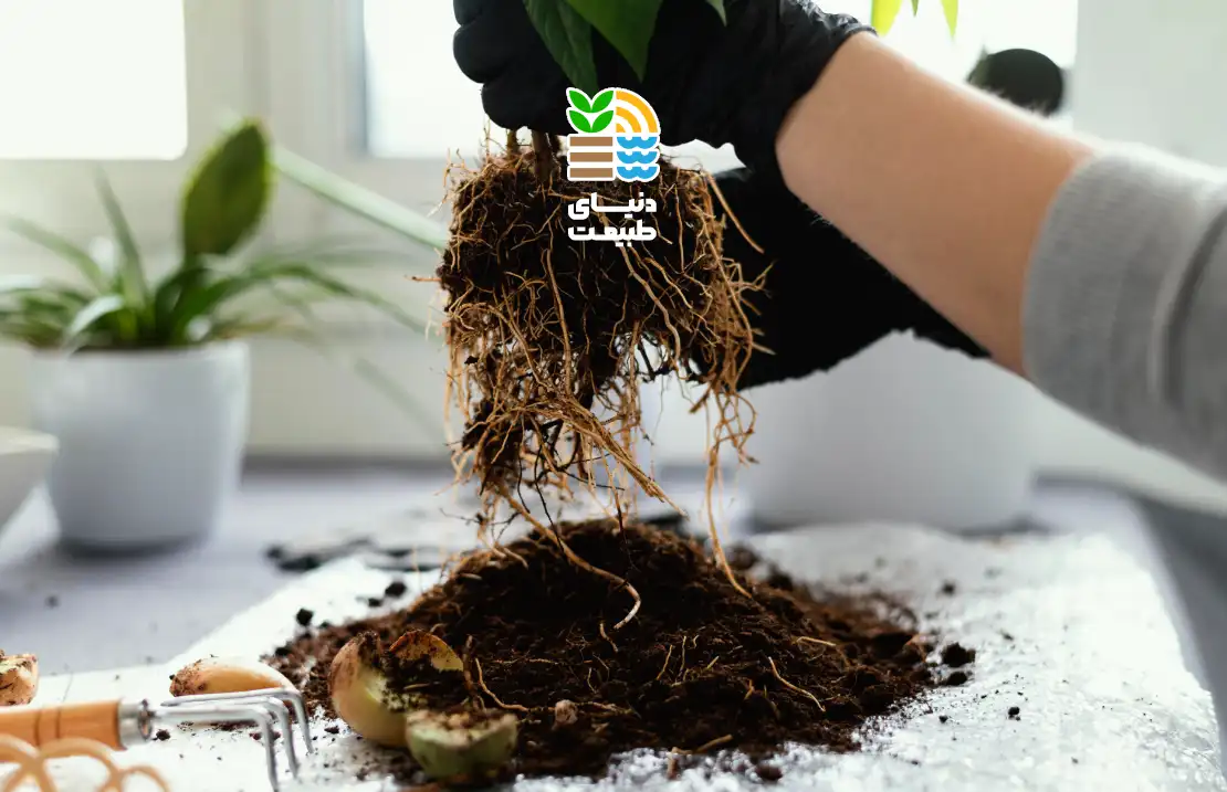 بهترین کود برای تقویت و افزایش ریشه گیاهان چیست؟ (بررسی علمی کودهای ریشهزا و روش مصرف) 25 بهترین کود برای تقویت و افزایش ریشه گیاهان