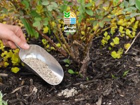 بهترین کود برای گیاهان در فصل پاییز