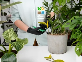 نحوه صحیح کوددهی به گیاهان آپارتمانی