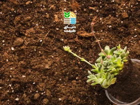 کود NPK چیست و چه تاثیری در رشد و کیفیت محصولات کشاورزی دارد؟ + کاربرد، مزایا و نحوه مصرف اصولی 36 کود NPK