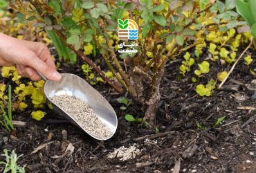 بهترین کود برای گیاهان در فصل پاییز