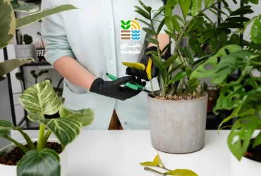 نحوه صحیح کوددهی به گیاهان آپارتمانی
