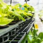 کشت هیدروپونیک