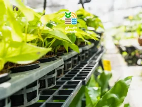 کشت هیدروپونیک چیست و چه تاثیری در رشد گیاهان و مصرف کود دارد؟ (بررسی علمی و مزایا) 42 کشت هیدروپونیک