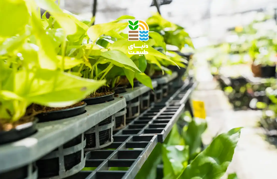کشت هیدروپونیک