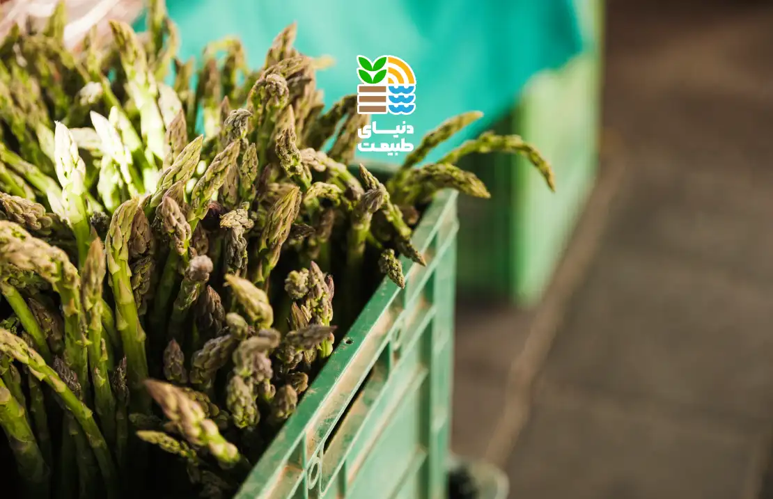 گوگرد در کشاورزی چیست؟ نقش، مزایا، علائم کمبود و روشهای صحیح مصرف گوگرد برای افزایش عملکرد گیاهان 25 گوگرد در کشاورزی