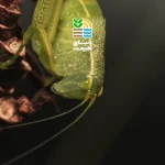 بیماری گموز