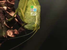 بیماری گموز