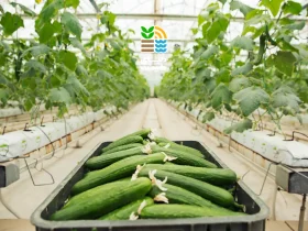 با روش های نوین کشت خیار گلخانهای آشنا شوید. 27 کشت خیار گلخانهای