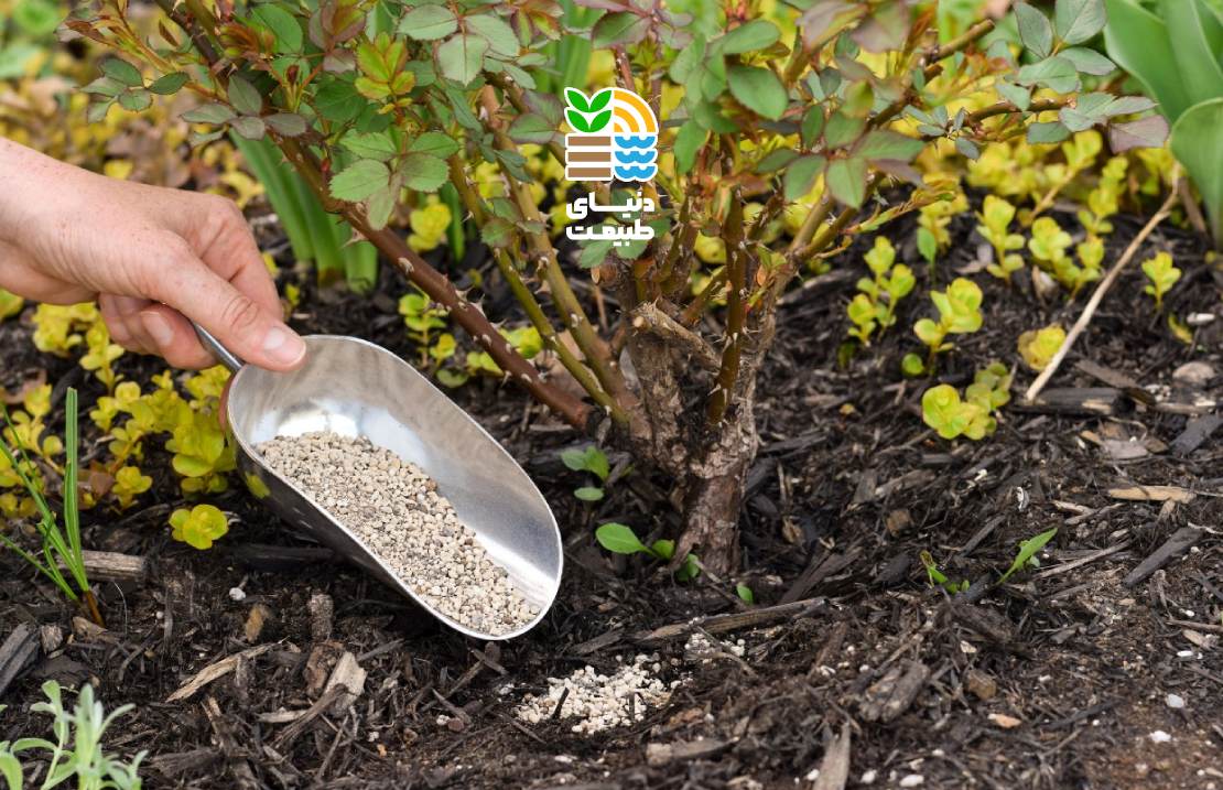 بهترین کود برای گیاهان در فصل پاییز