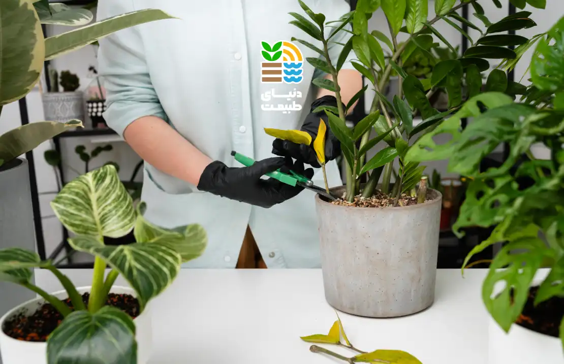 نحوه صحیح کوددهی به گیاهان آپارتمانی