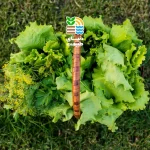 شایع‌ترین آفات کاهو